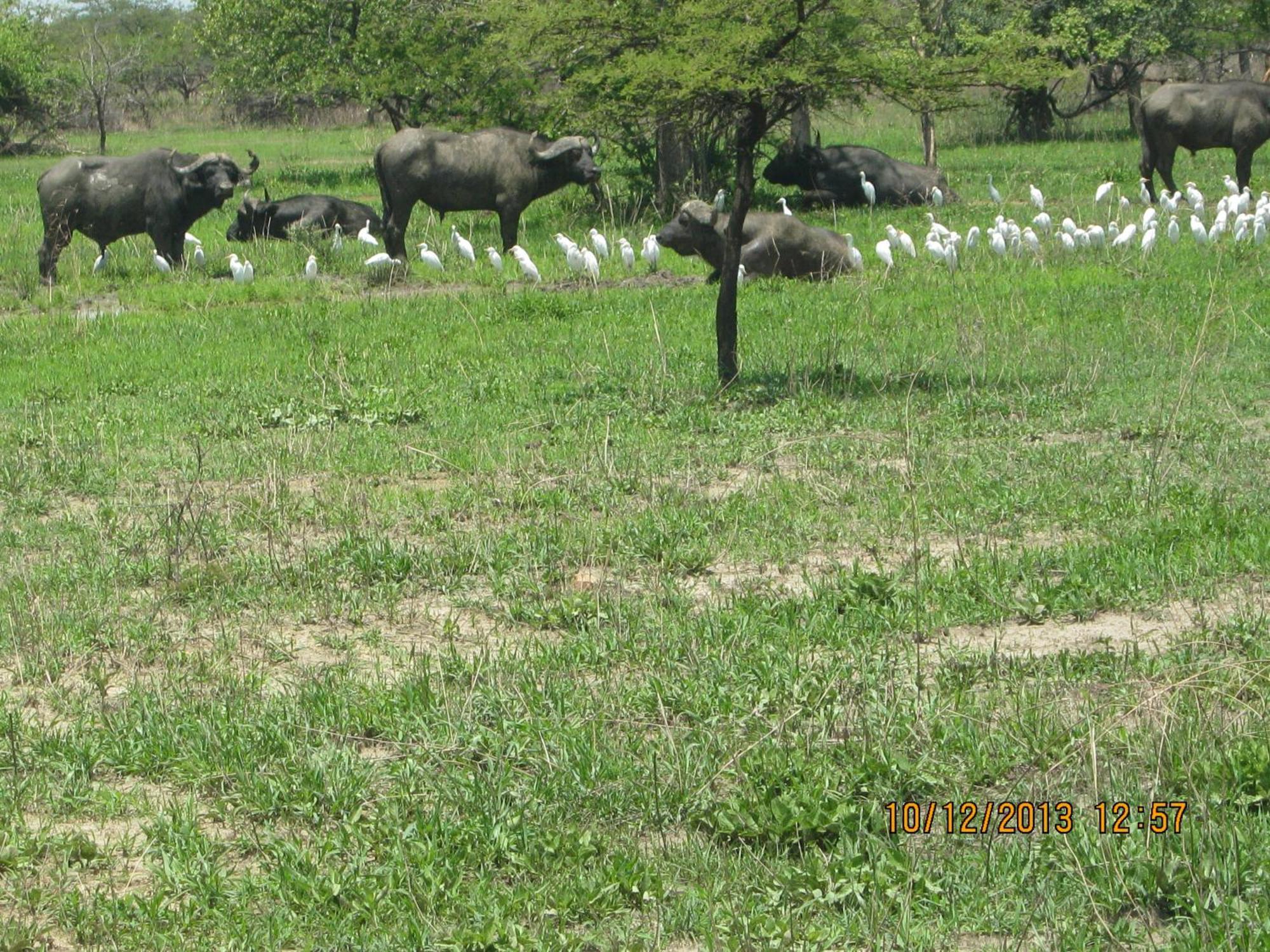 Lochinvar Safari Lodge Of Lochinvar National Park - Zambia エクステリア 写真