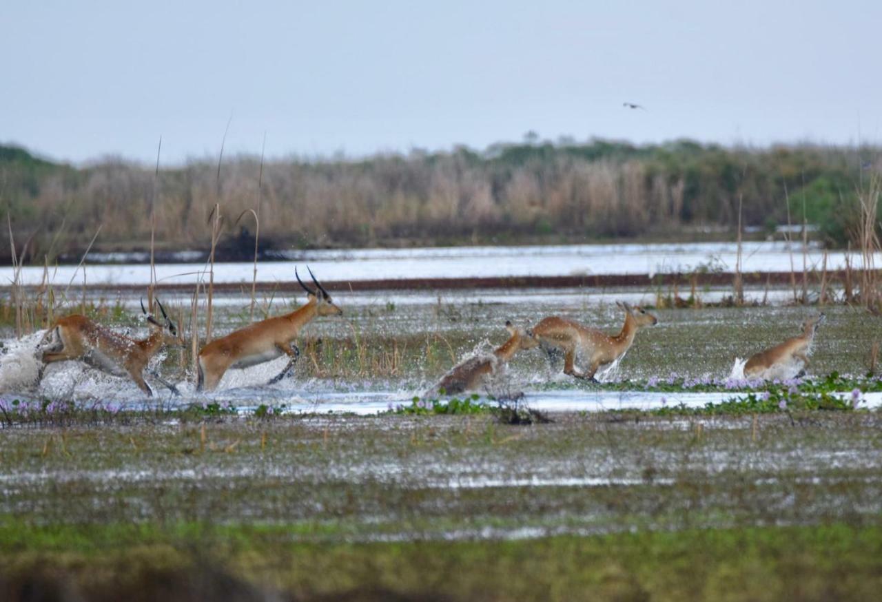 Lochinvar Safari Lodge Of Lochinvar National Park - Zambia エクステリア 写真