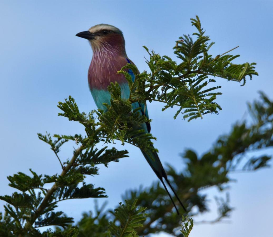 Lochinvar Safari Lodge Of Lochinvar National Park - Zambia エクステリア 写真